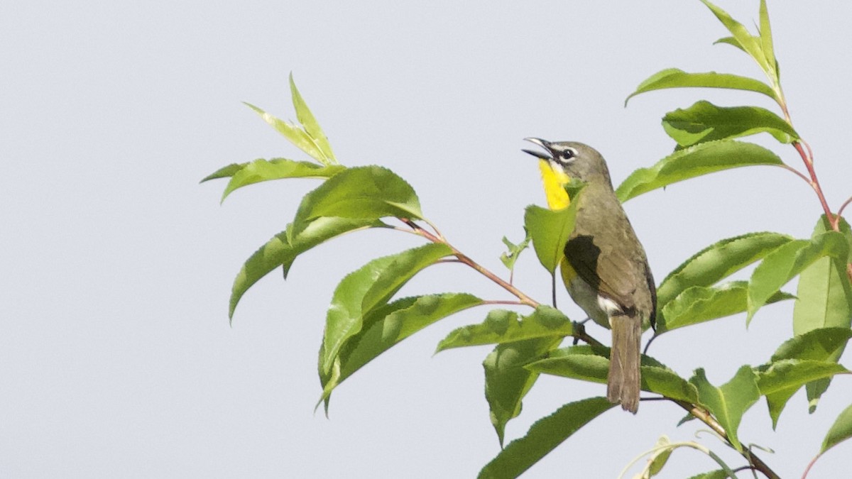 Yellow-breasted Chat - ML347300041
