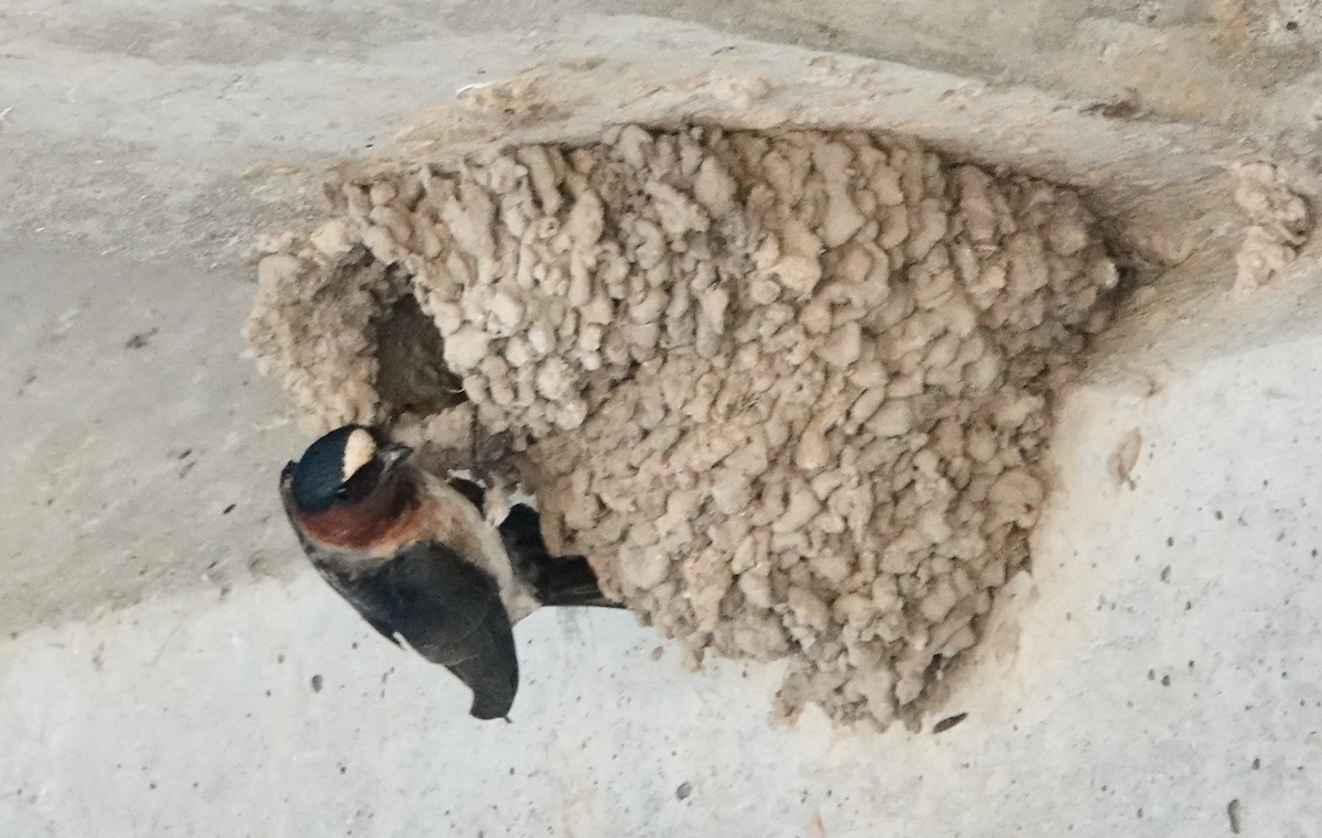 Cliff Swallow - Bart Williams