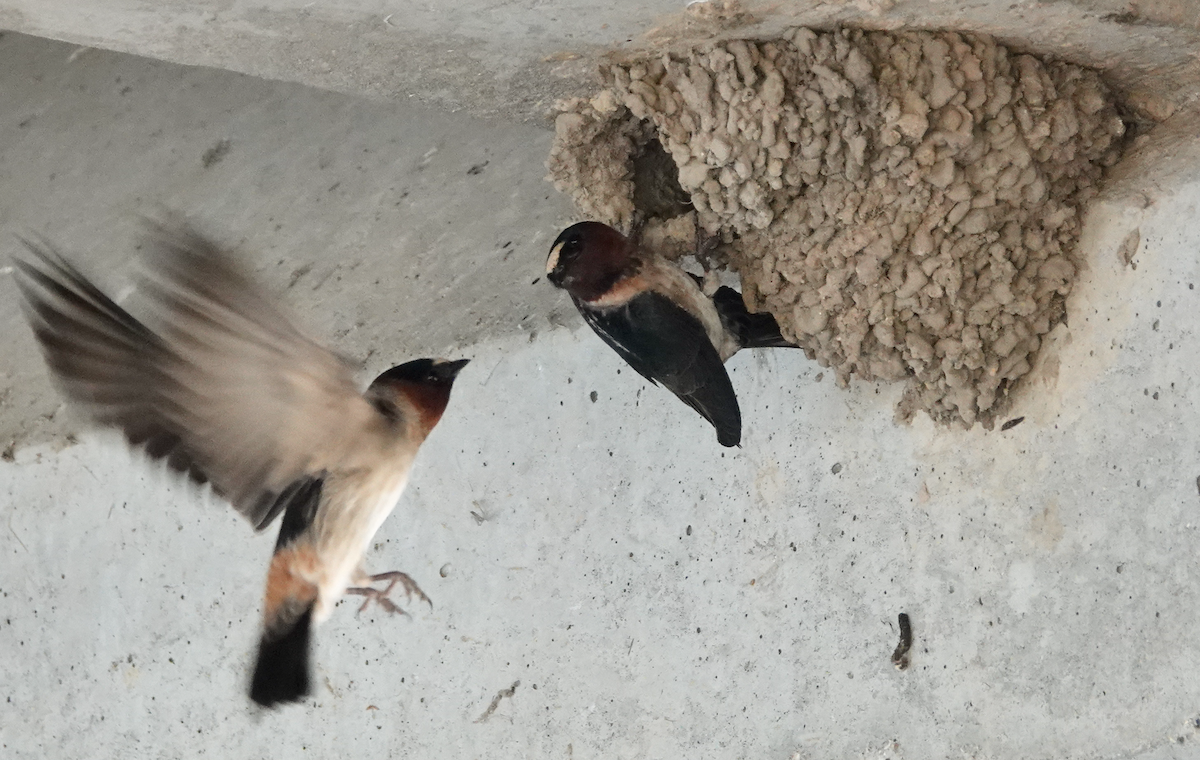 Cliff Swallow - ML347300831