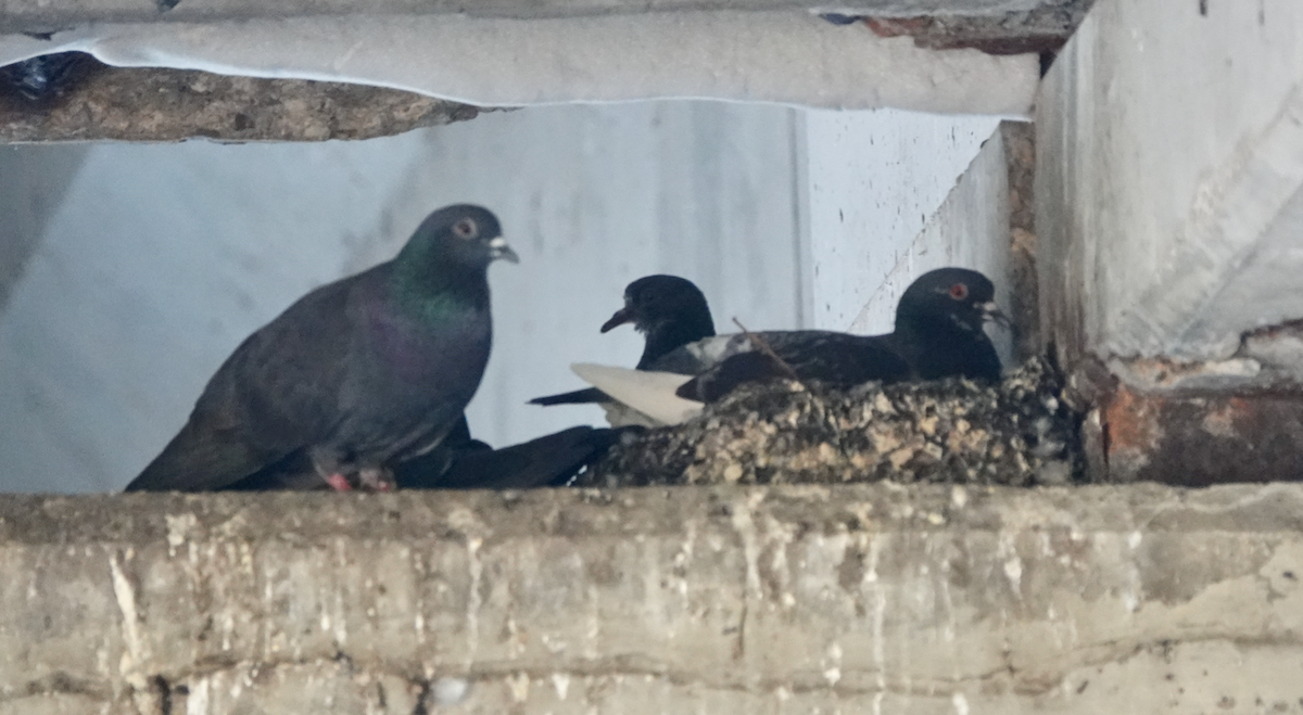 Хөхвөр тагтаа (суурин газрын) - ML347300841