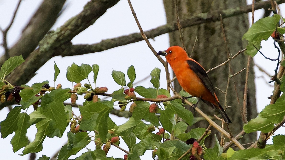 Scarlet Tanager - ML347300991