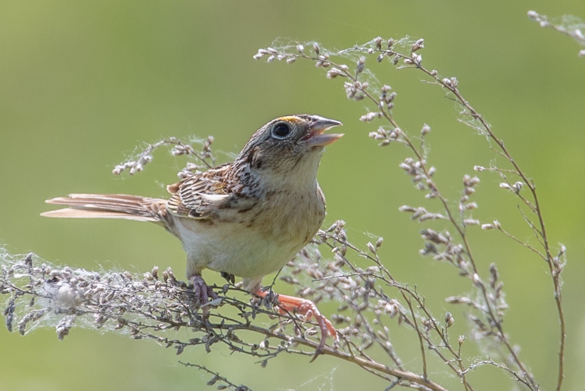 Grasshopper Sparrow - Rob  Sielaff