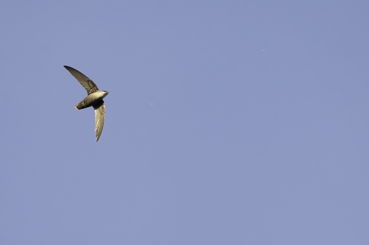 Chimney Swift - ML347301671