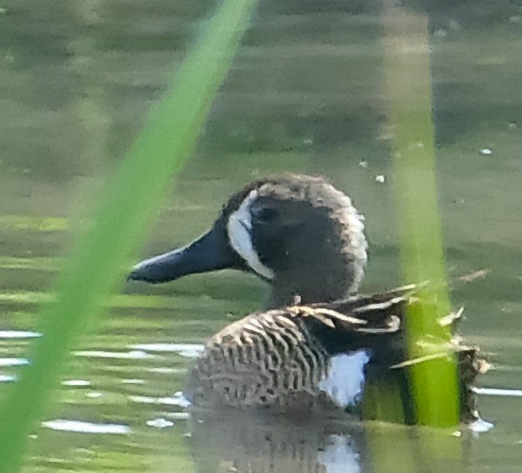 Blue-winged Teal - John Lay