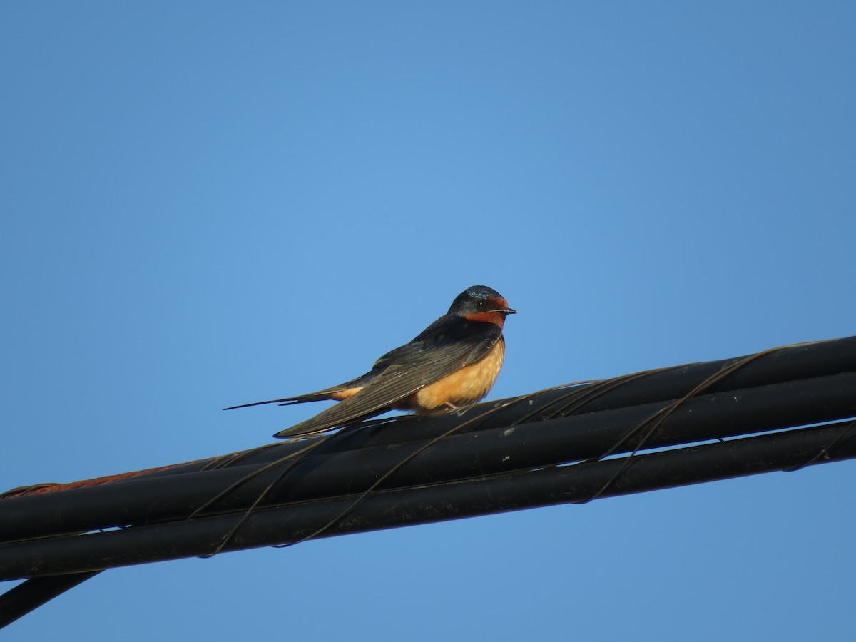Barn Swallow - Bessie Merrigan