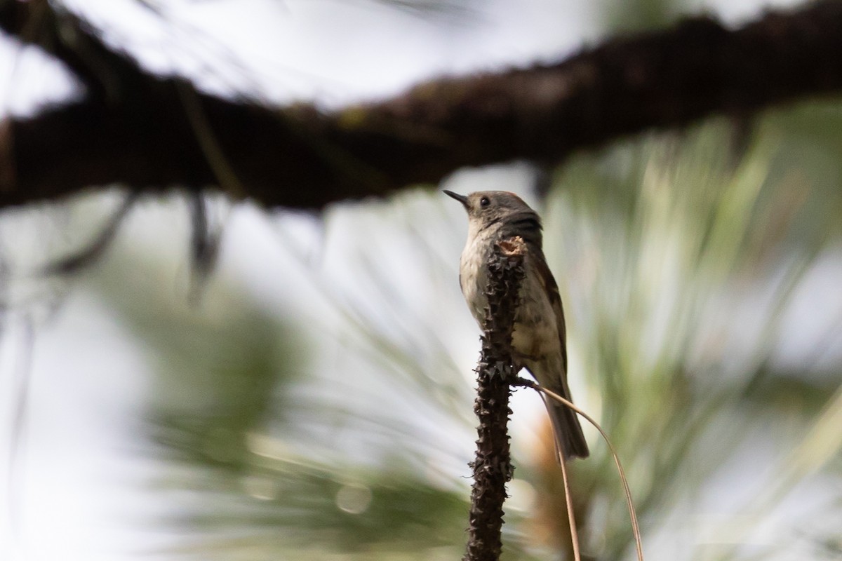 Ruby-crowned Kinglet - Ken Chamberlain