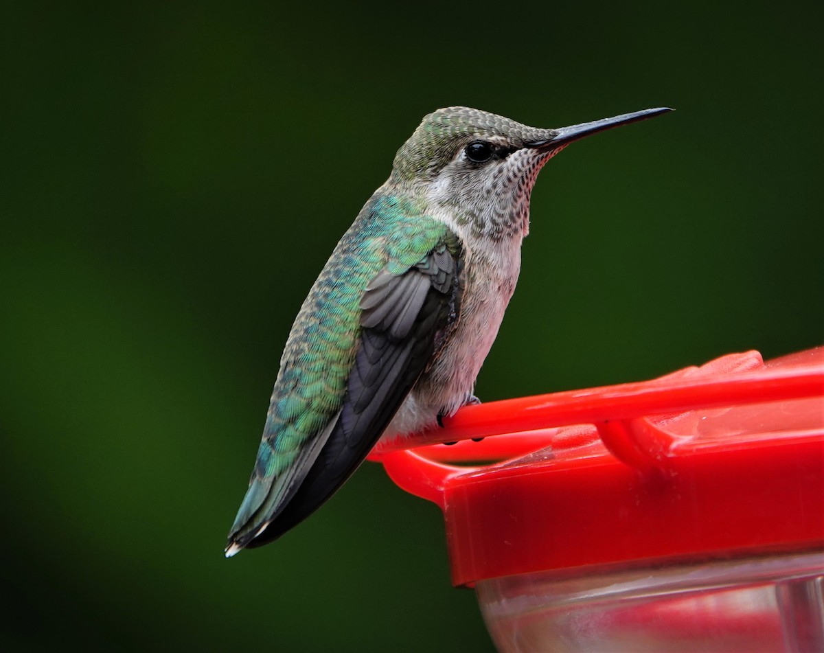 Anna's Hummingbird - ML347306631