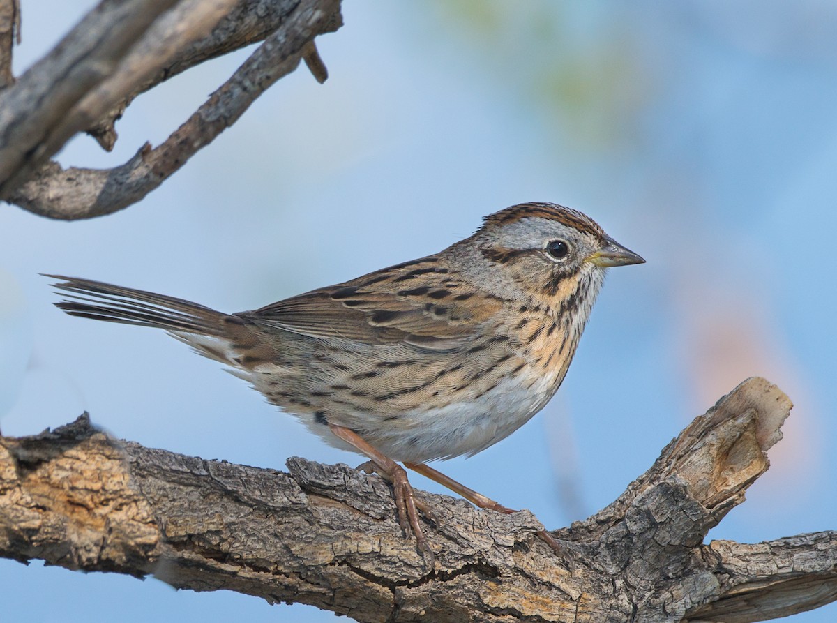 Lincoln's Sparrow - ML347307121