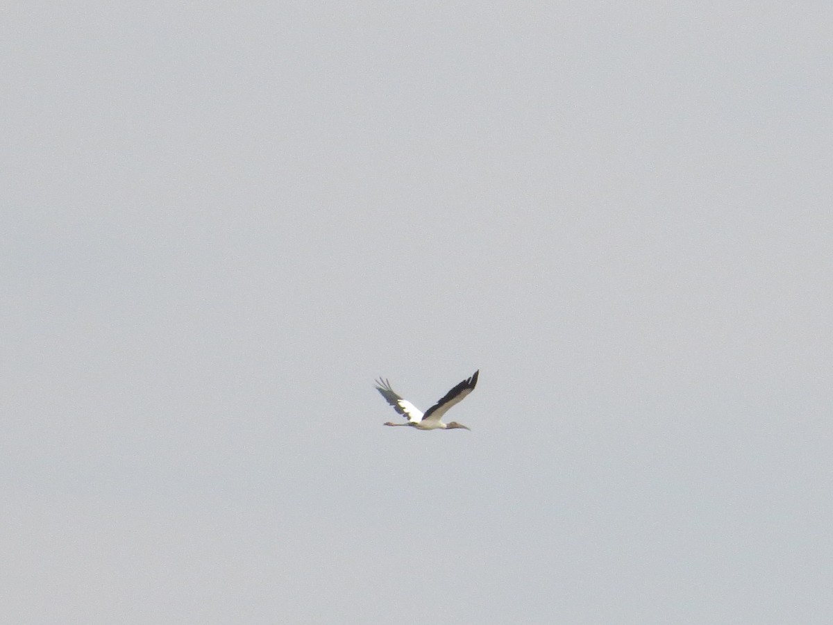 Wood Stork - ML34730721
