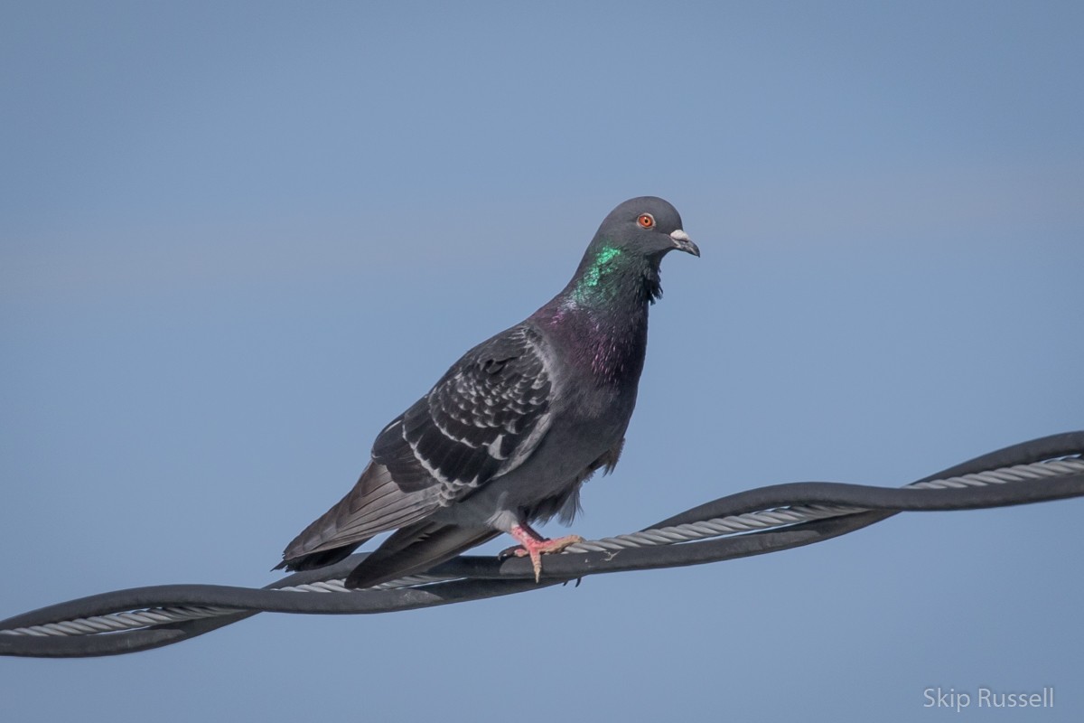 Rock Pigeon (Feral Pigeon) - ML347307471