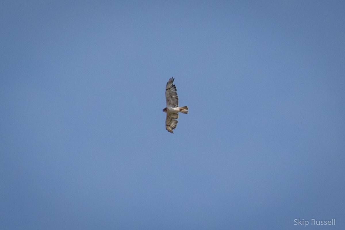 Ferruginous Hawk - Skip Russell