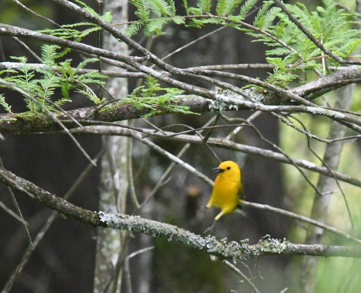 Prothonotary Warbler - ML347313561