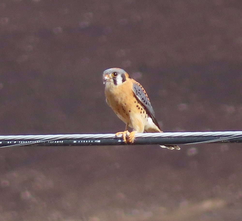 American Kestrel - ML347313671