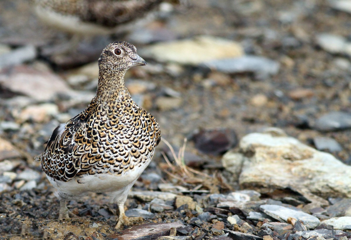 White-bellied Seedsnipe - ML34731431