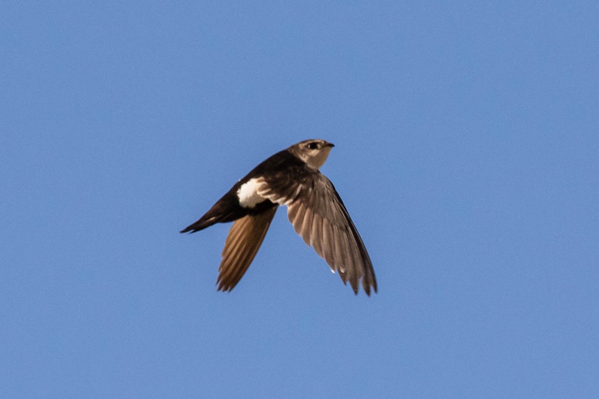 White-throated Swift - ML347315571