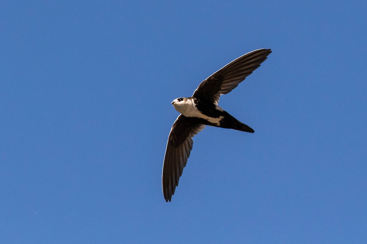 White-throated Swift - ML347315591