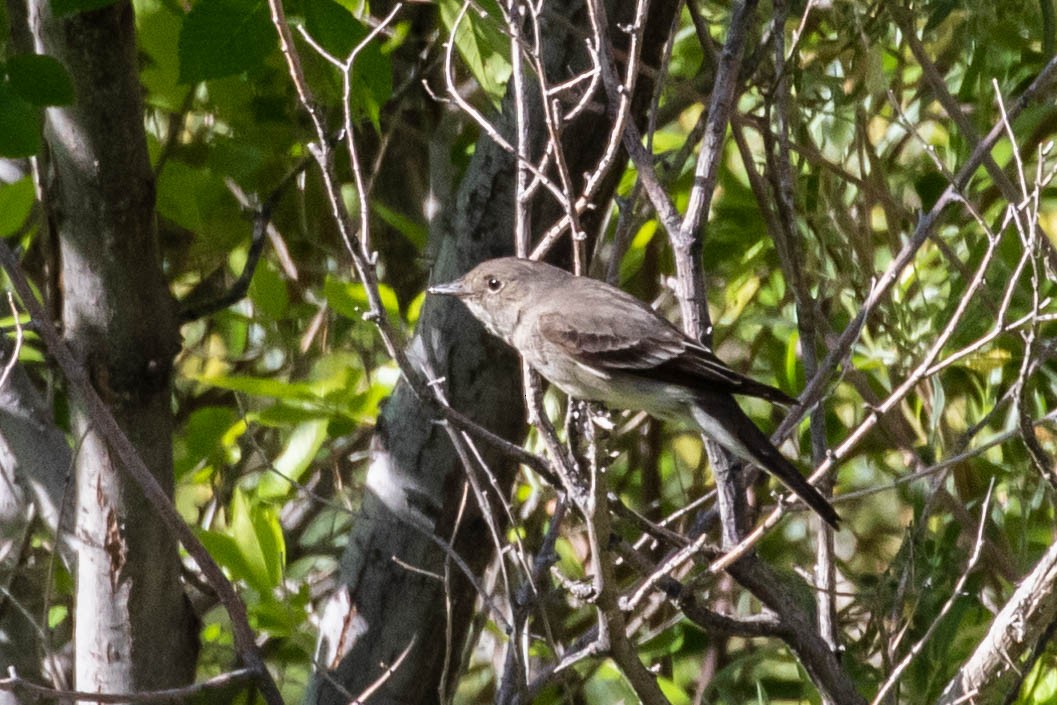 Willow Flycatcher - ML347317041