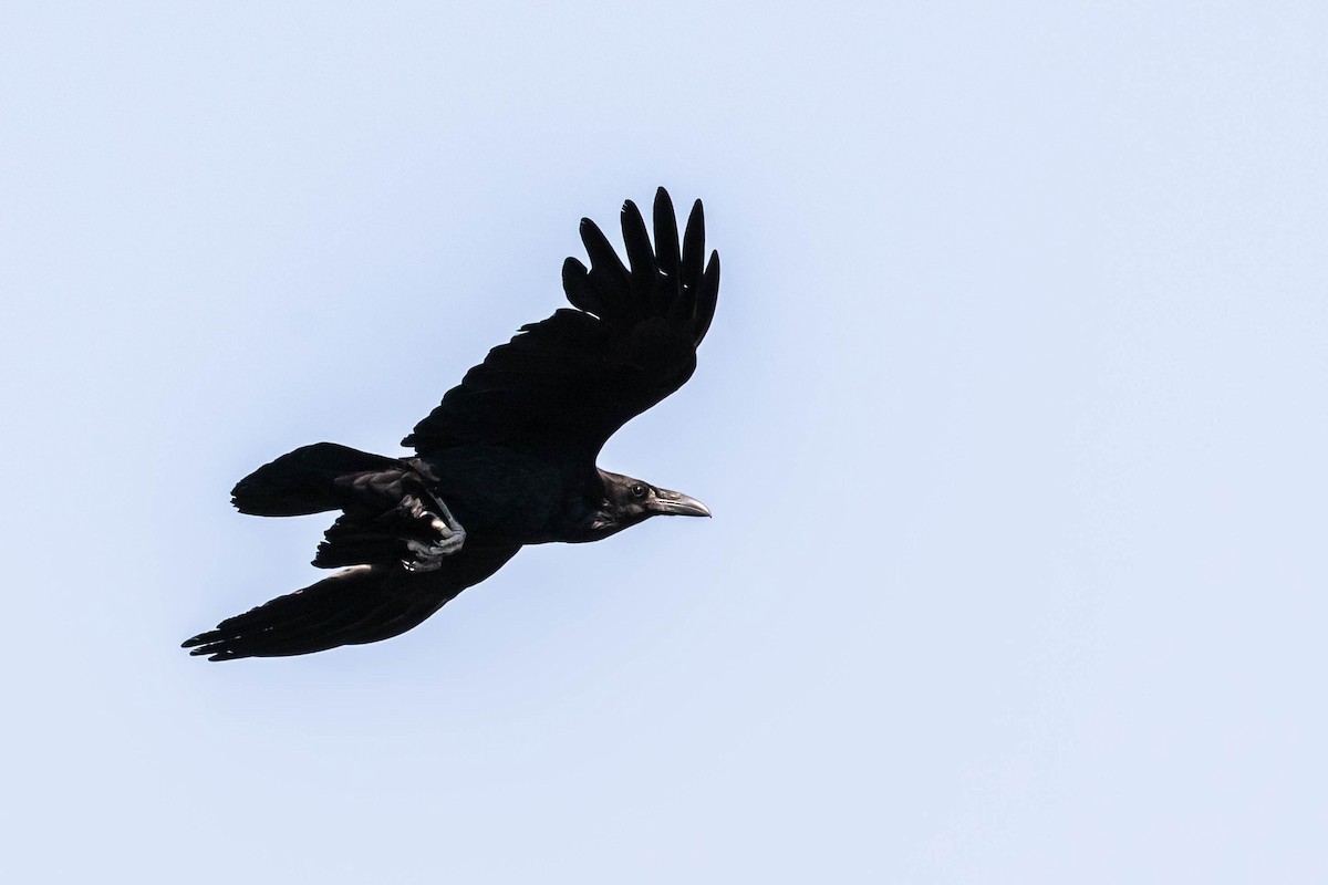 Common Raven - Bob Friedrichs