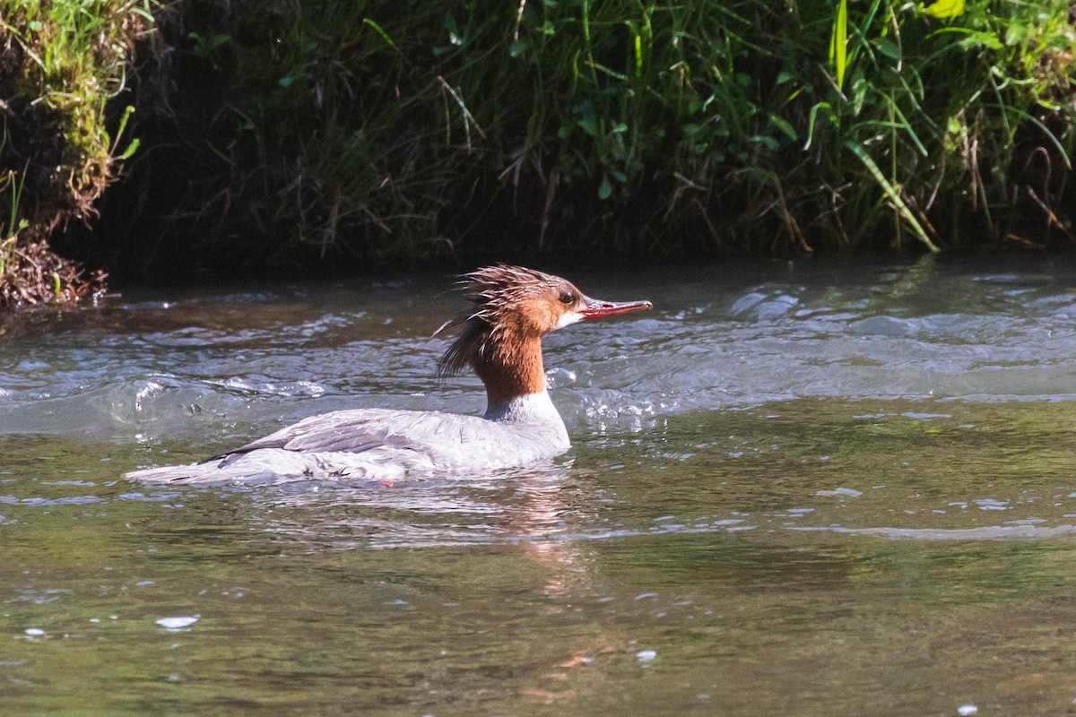 Common Merganser - ML347318611