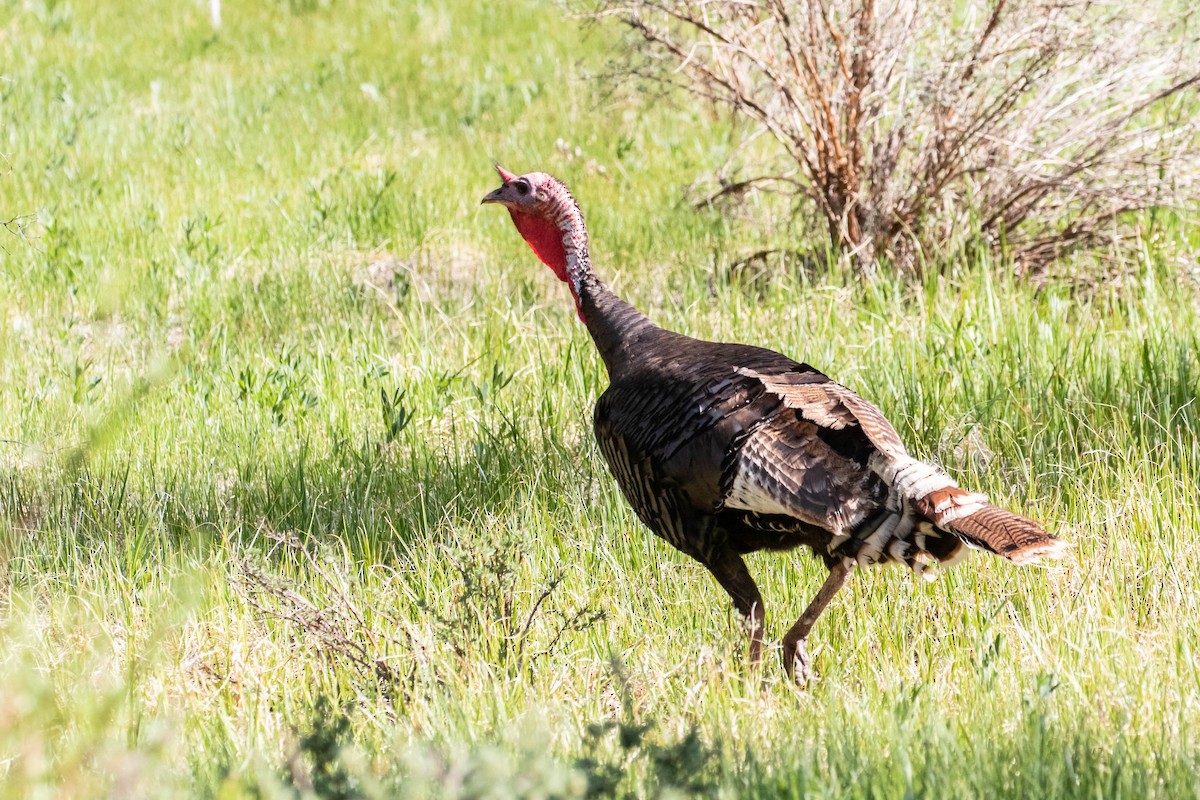 Wild Turkey - Bob Friedrichs