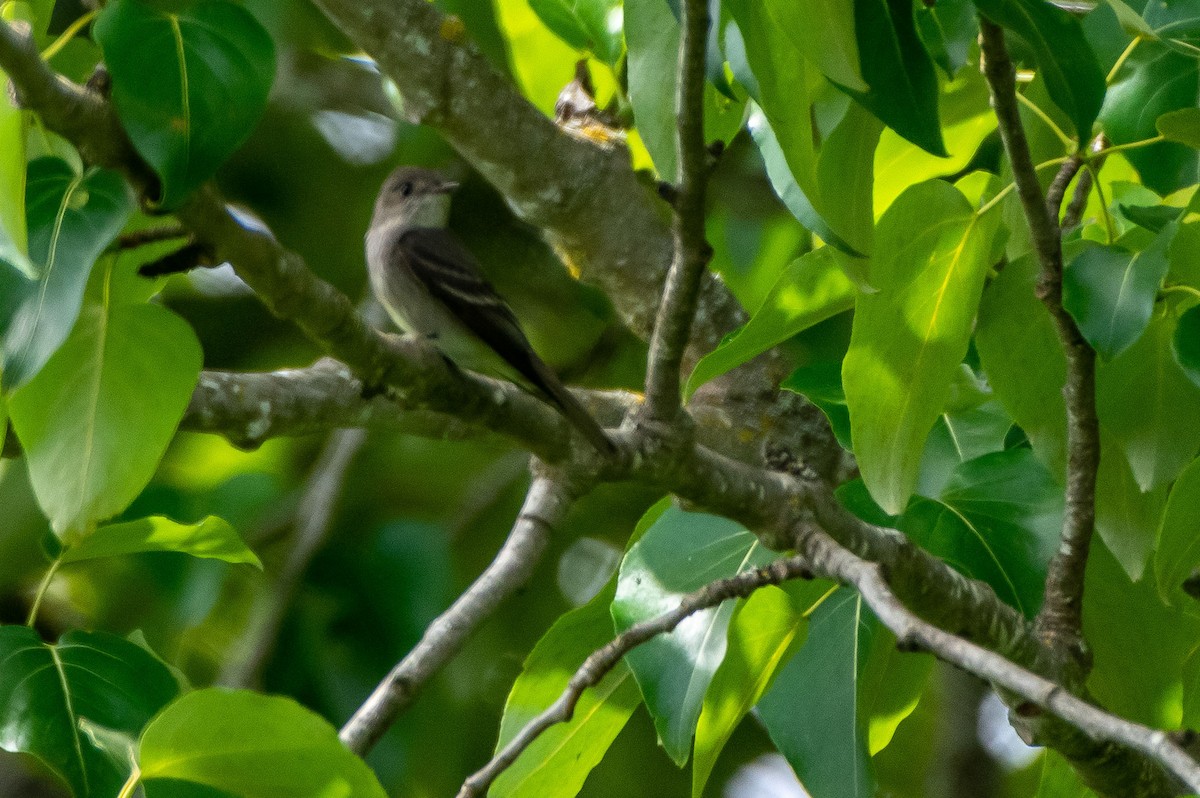 Western Wood-Pewee - ML347318721