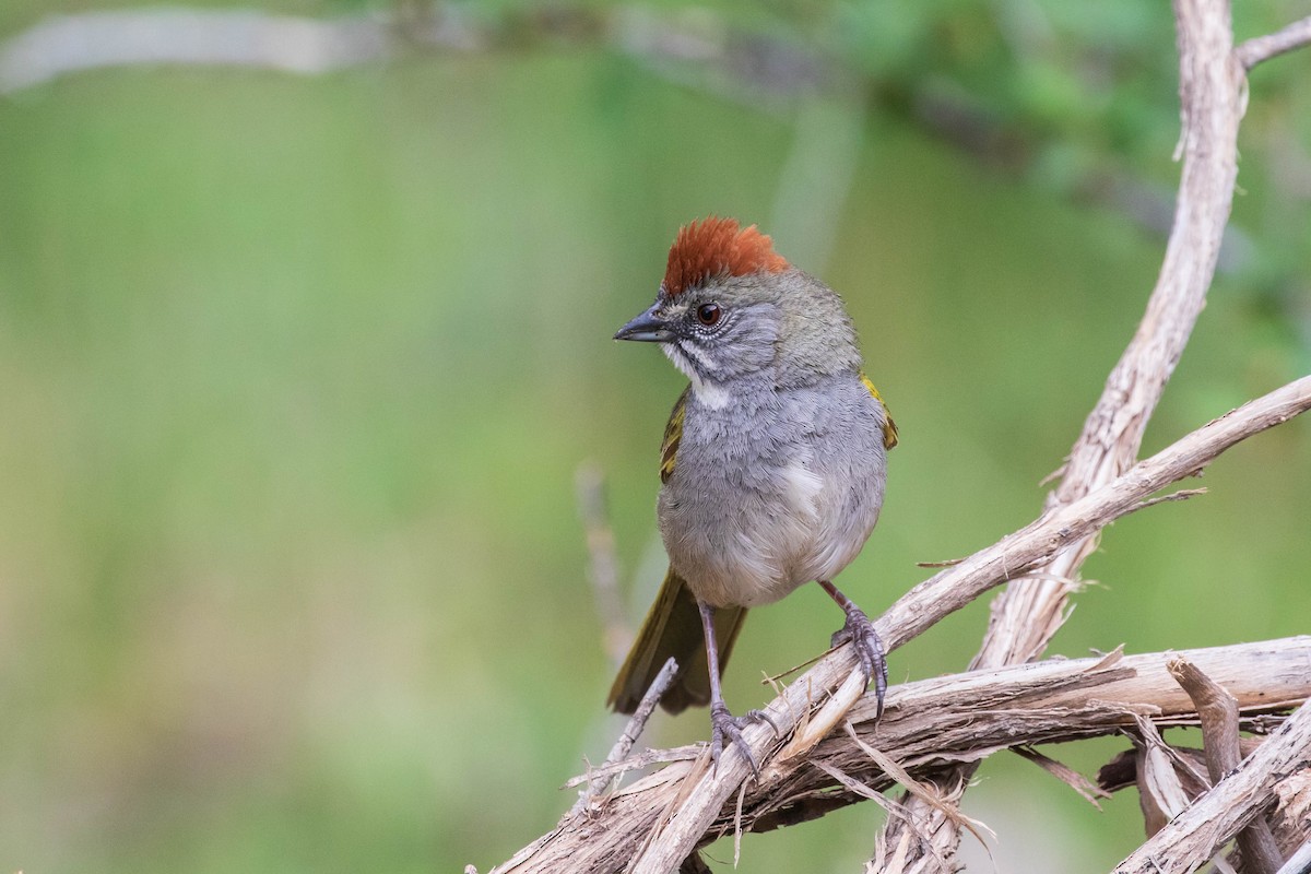 Green-tailed Towhee - ML347318751