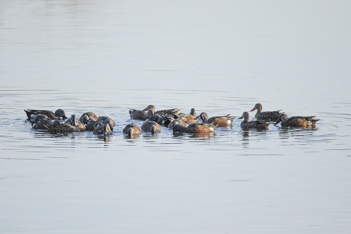 Australasian Shoveler - ML347320531