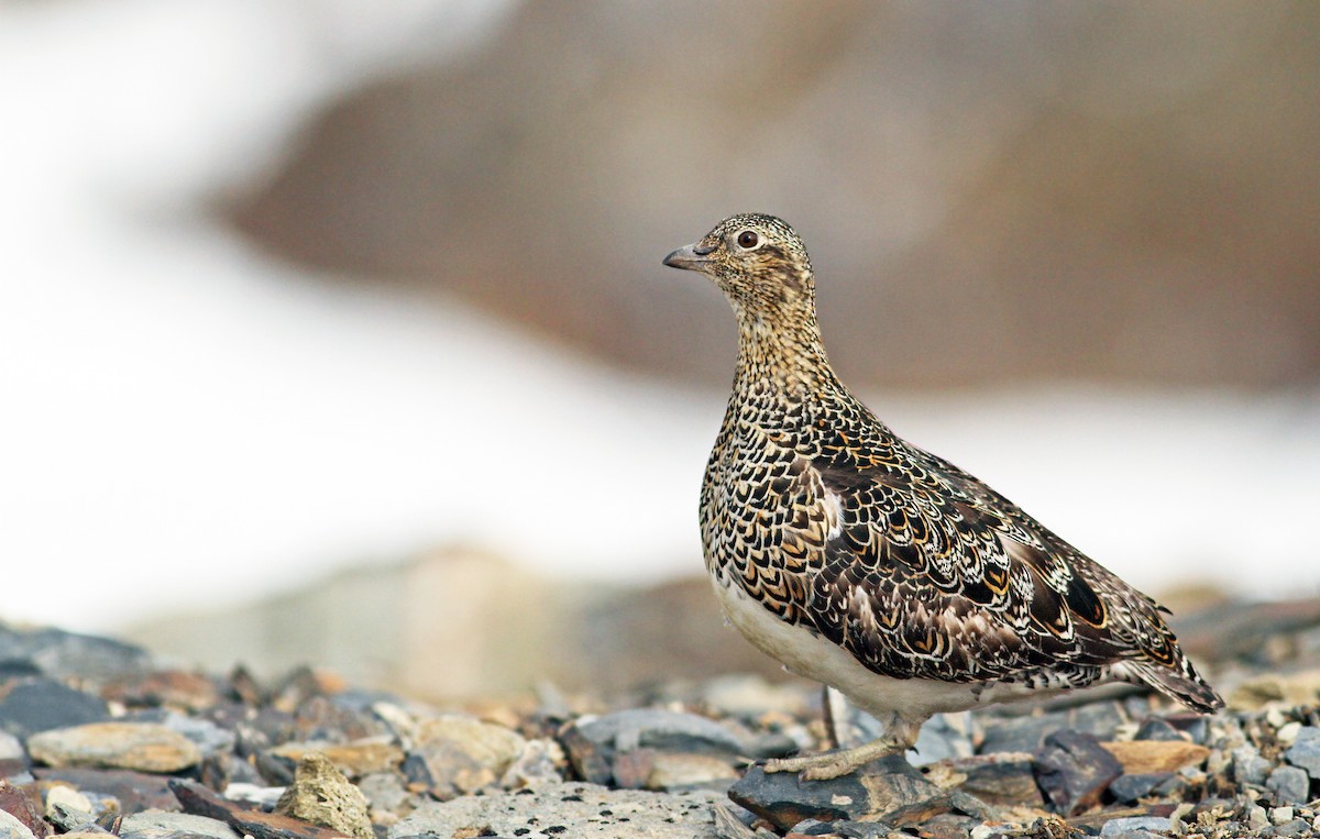 White-bellied Seedsnipe - ML34732111