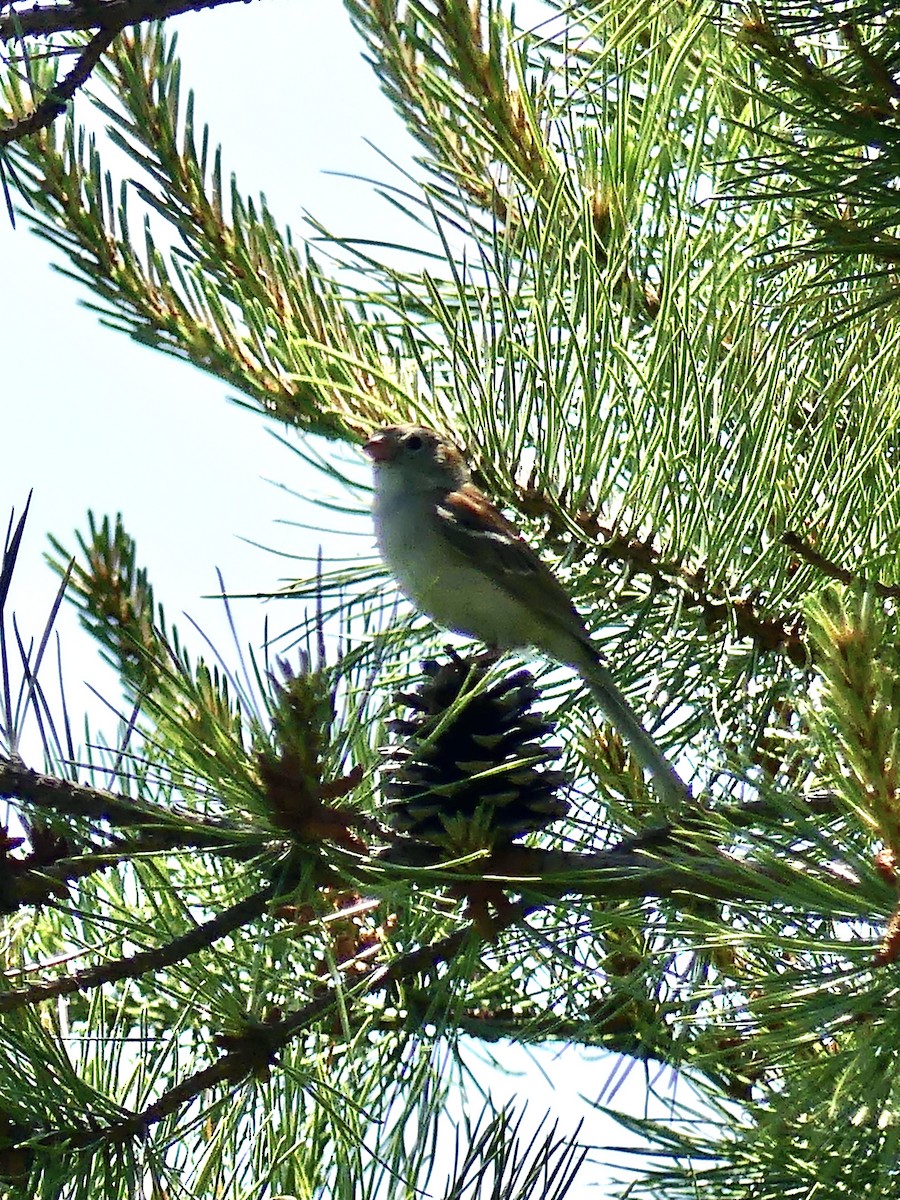 Field Sparrow - ML347322931