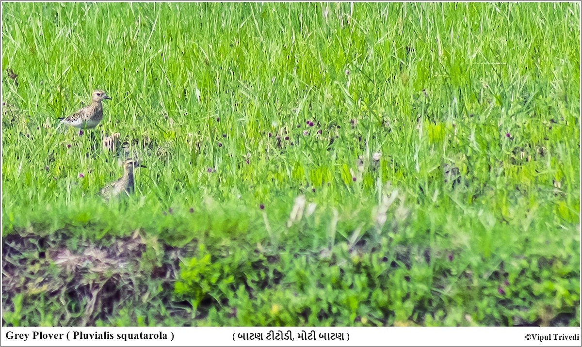 Pacific Golden-Plover - ML347324411