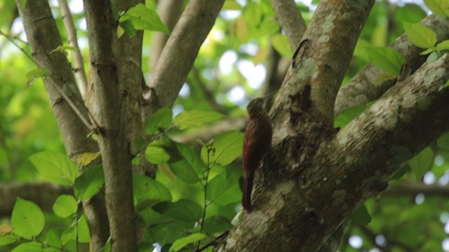 Cocoa Woodcreeper - ML347324841