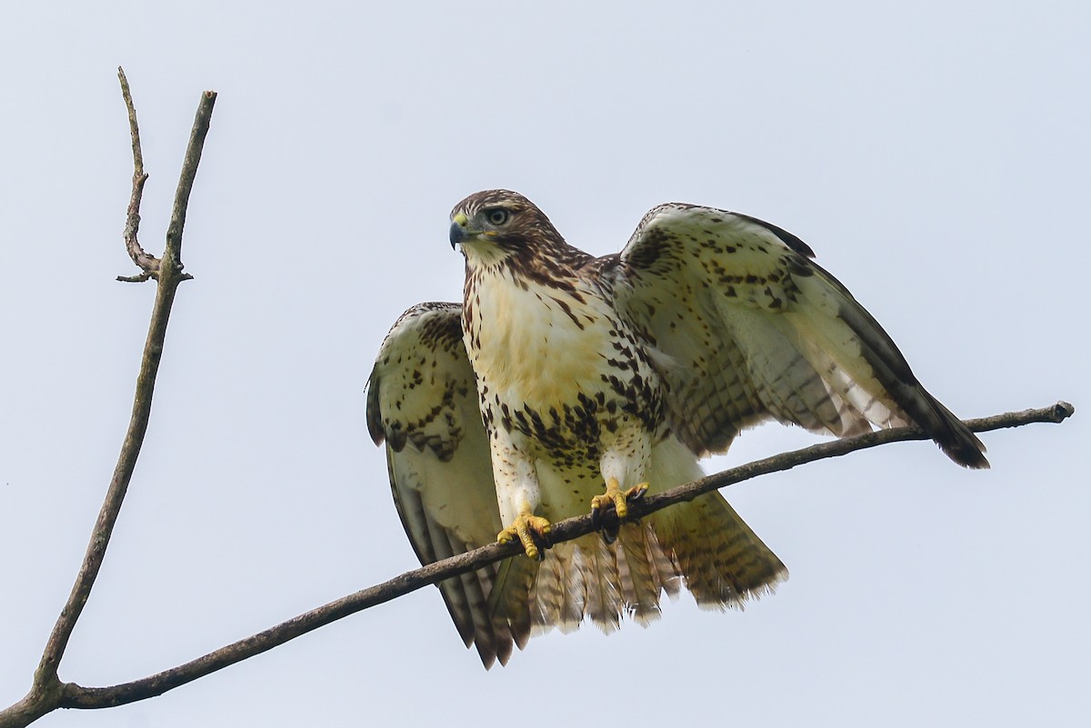 Red-tailed Hawk - George Chiu