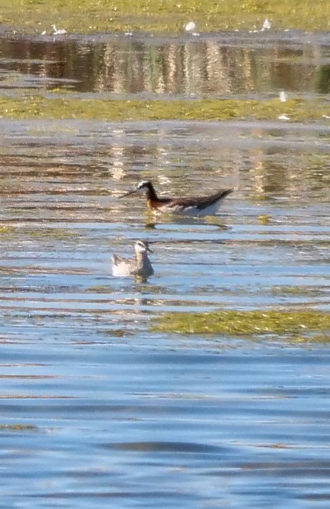 Red-necked Phalarope - Roger Horn