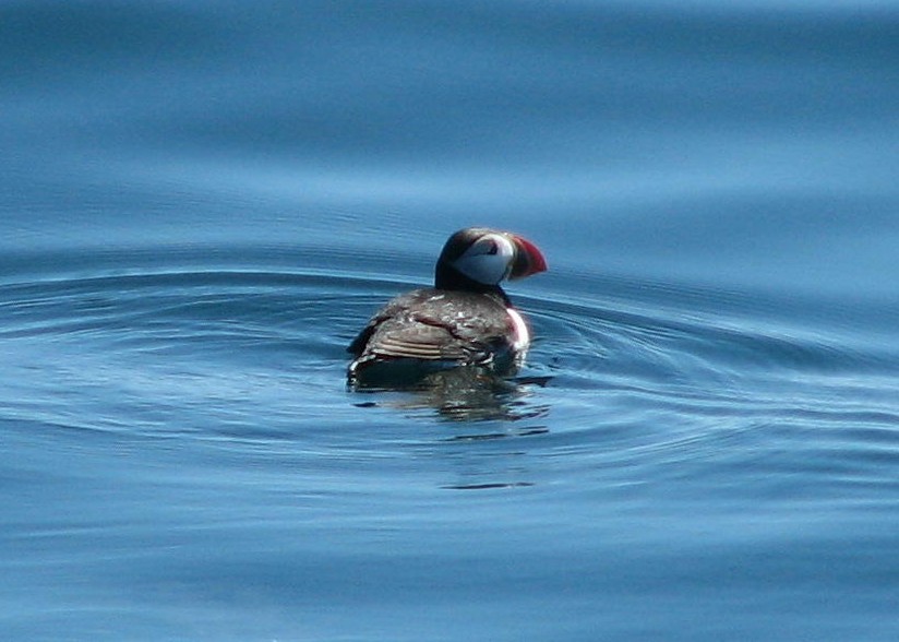 Atlantic Puffin - ML347328251