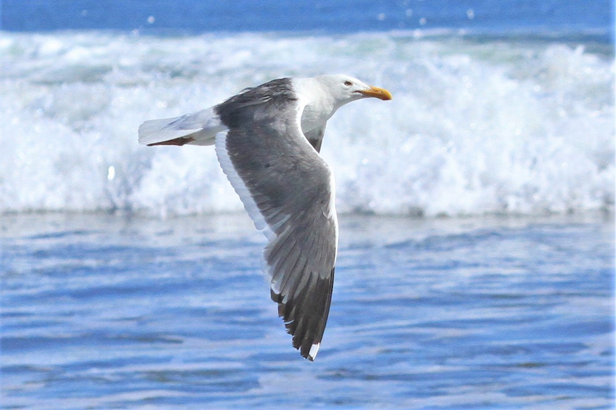 Gaviota Occidental - ML347330791