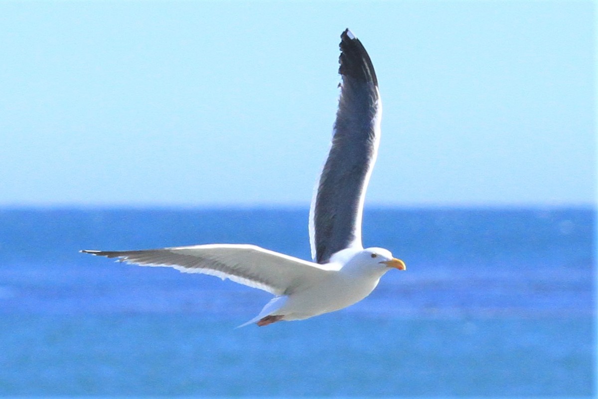 Western Gull - Kent Forward