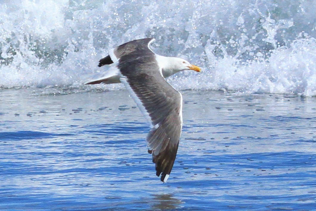 Western Gull - ML347330881