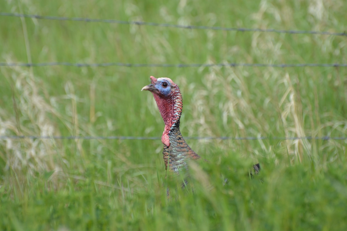 Wild Turkey - Tim Bandfield