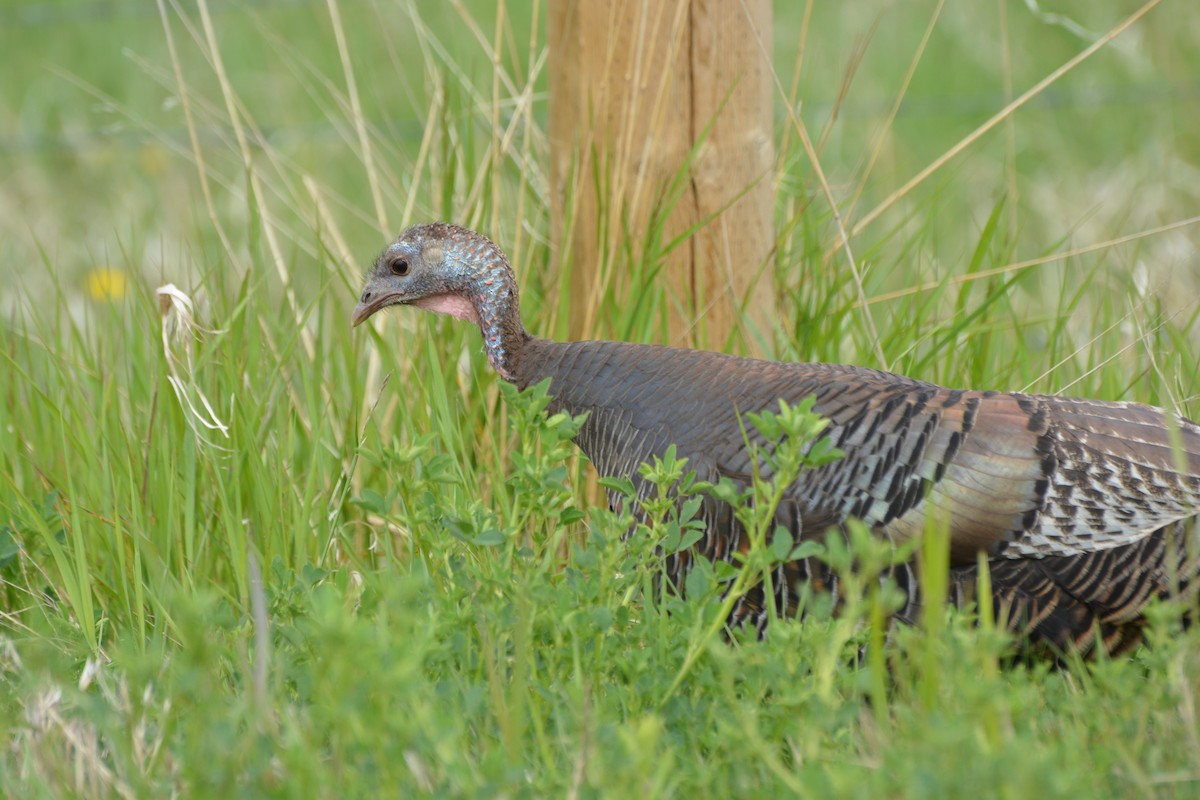 Wild Turkey - Tim Bandfield