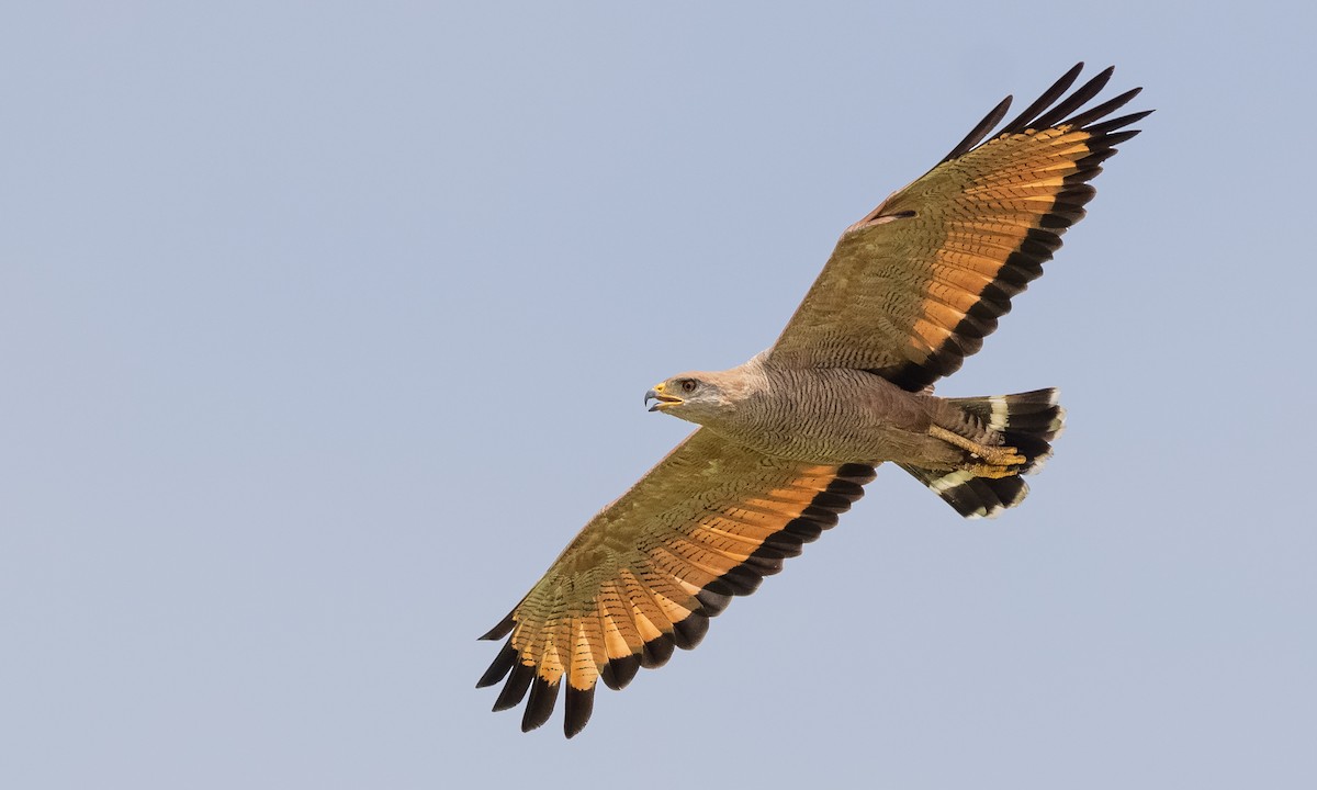 Savannenbussard - ML347334351