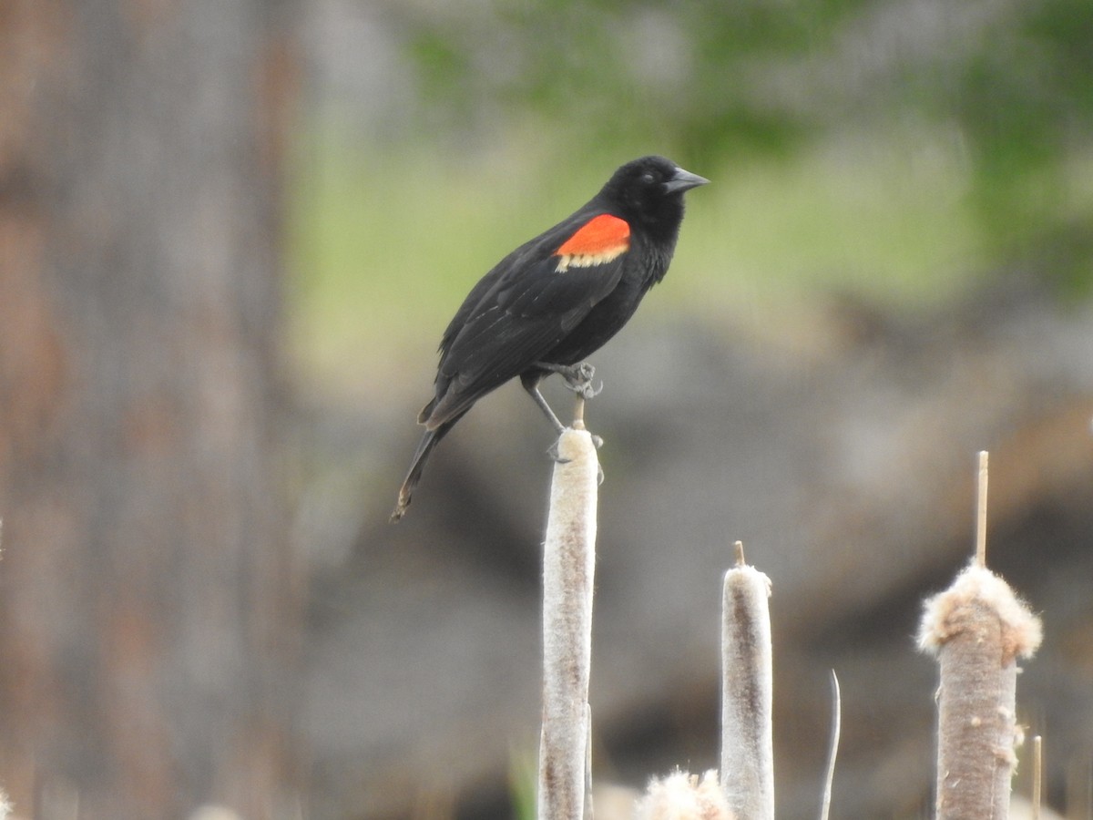 Red-winged Blackbird - ML347334931