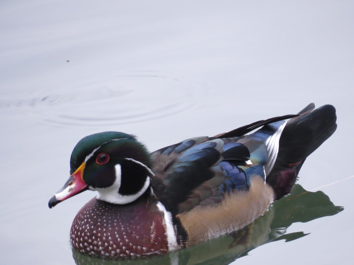 Wood Duck - ML347336171