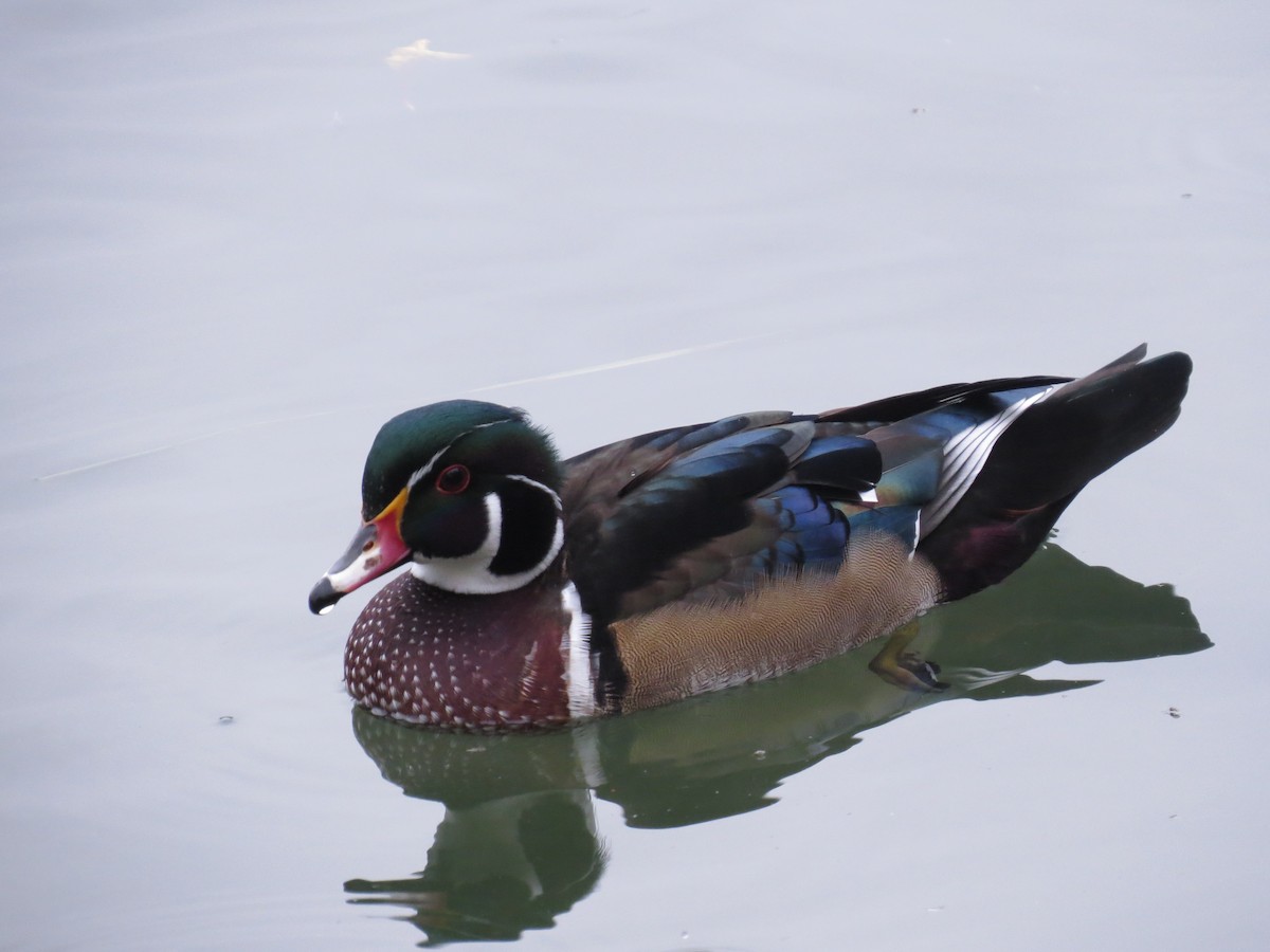 Wood Duck - ML347336251