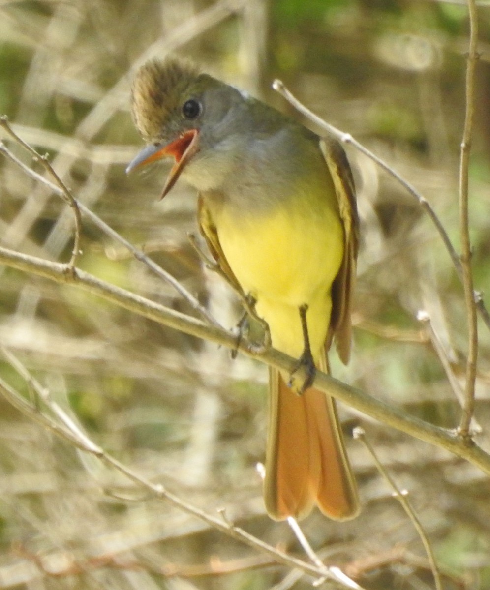 Great Crested Flycatcher - ML347336531