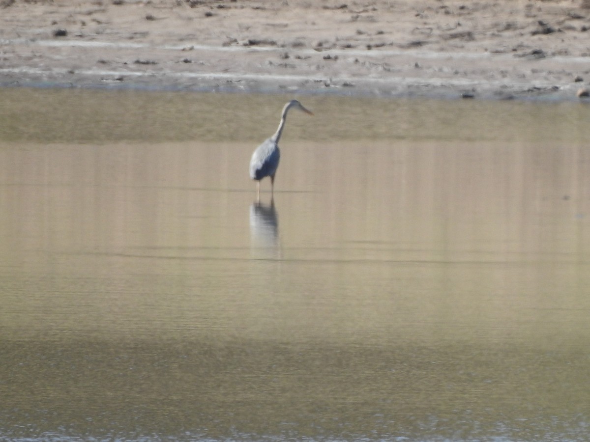 Great Blue Heron - ML347337201