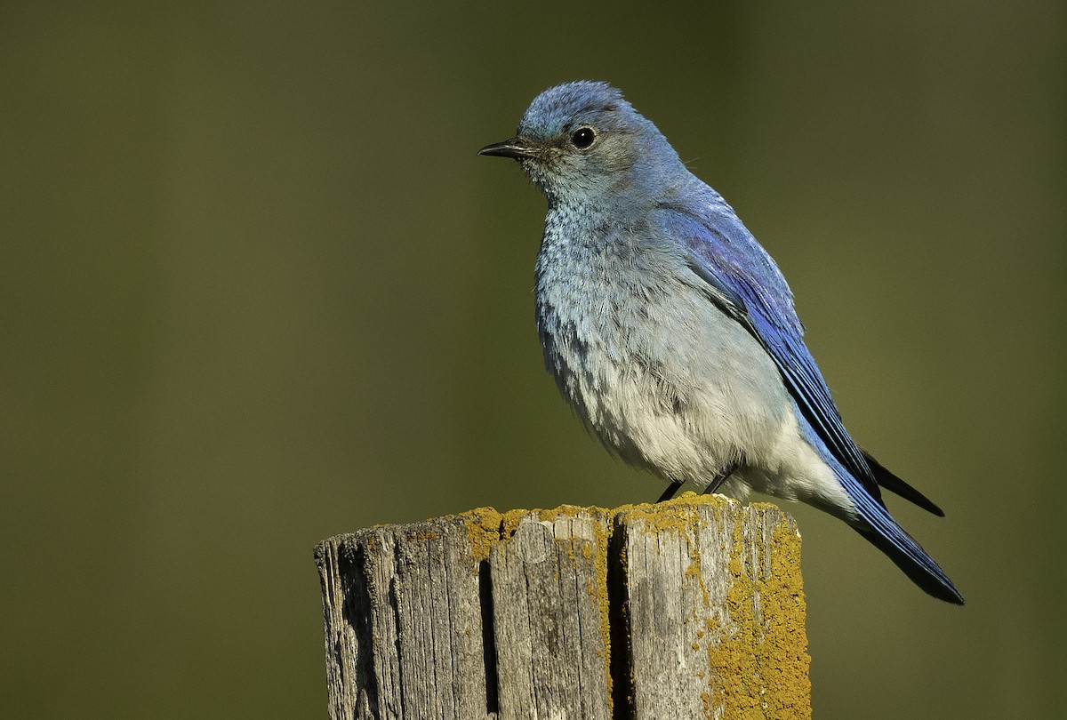 Mountain Bluebird - ML347337301