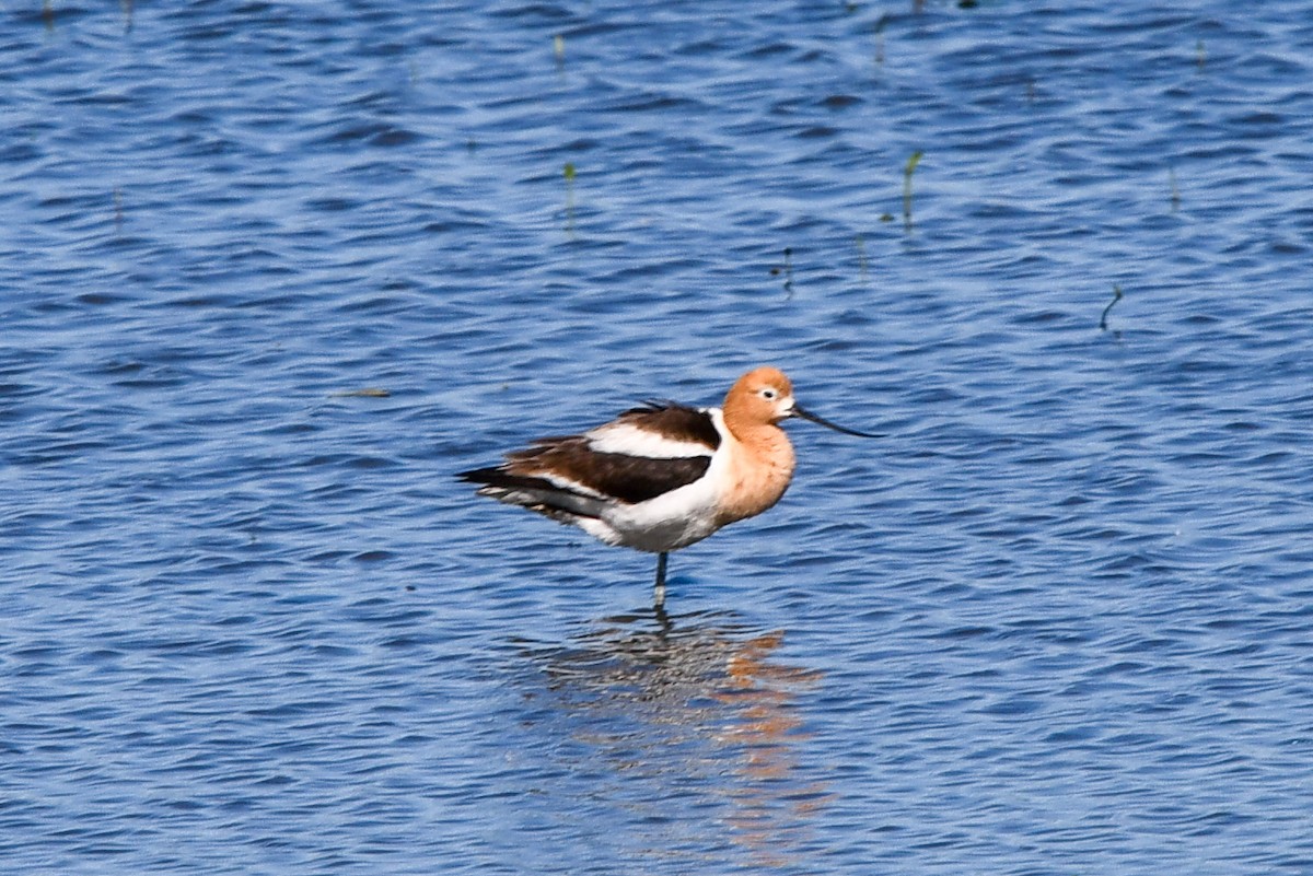 Braunhals-Säbelschnäbler - ML347337681