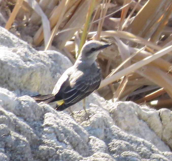 Western Kingbird - ML34733931