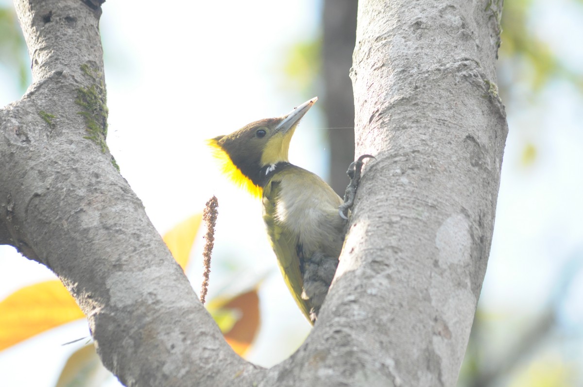 Greater Yellownape - Sandeep Pradhan