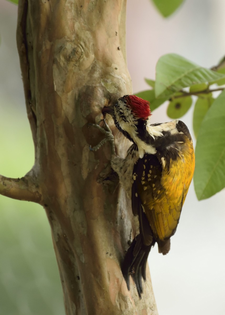 Black-rumped Flameback - MAYANK NAMDEO